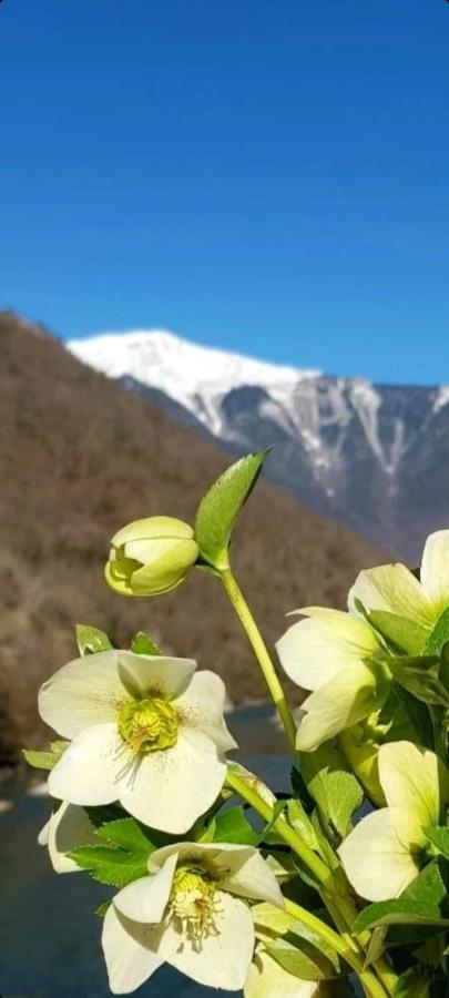 Белый Лотос Gagra Bagian luar foto